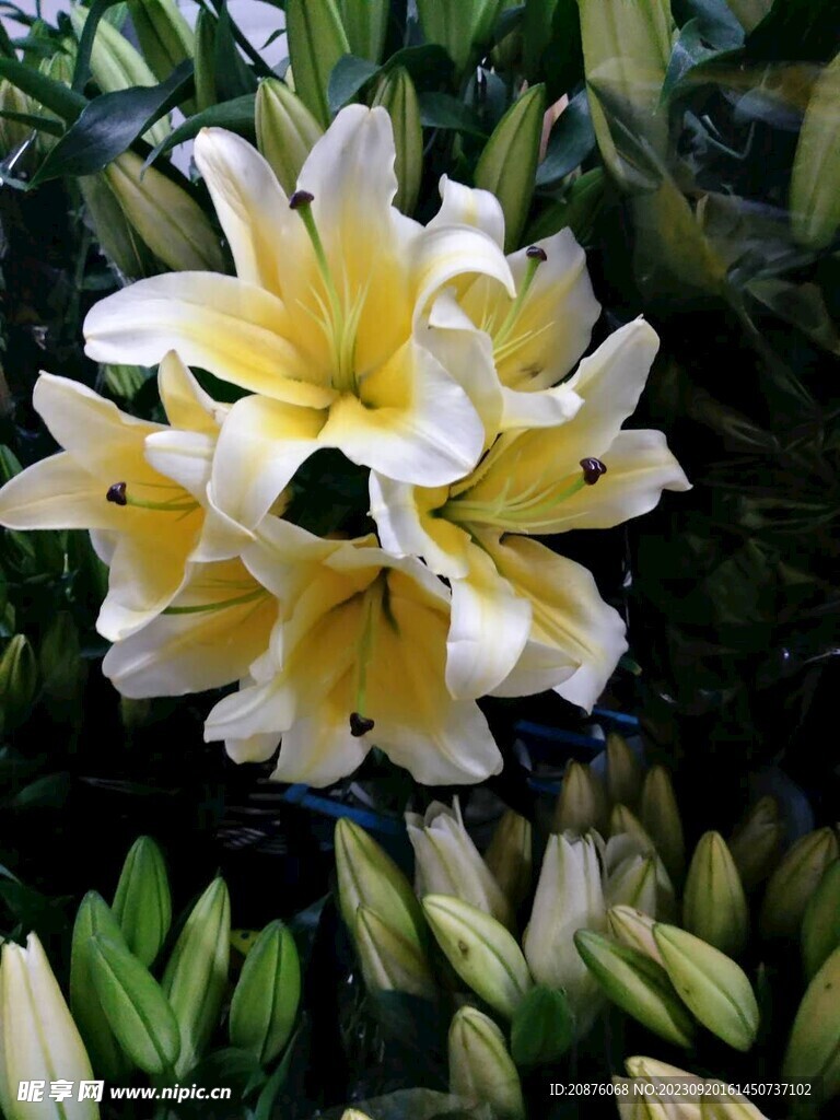 百合花
