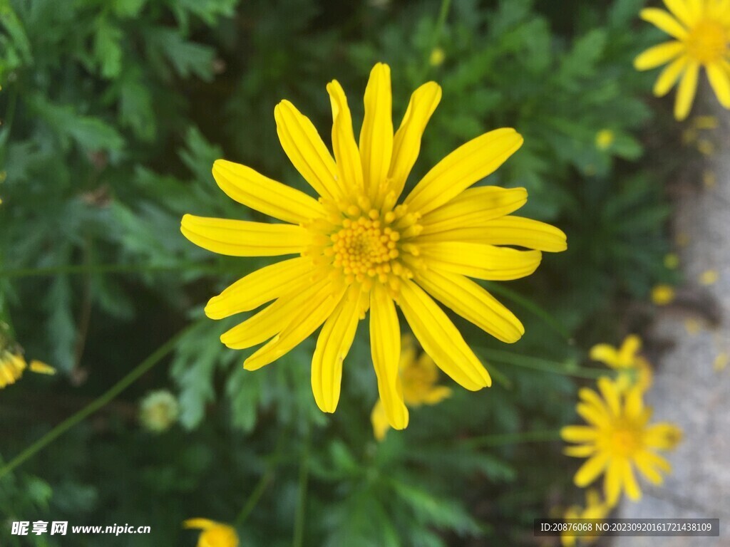 太阳花