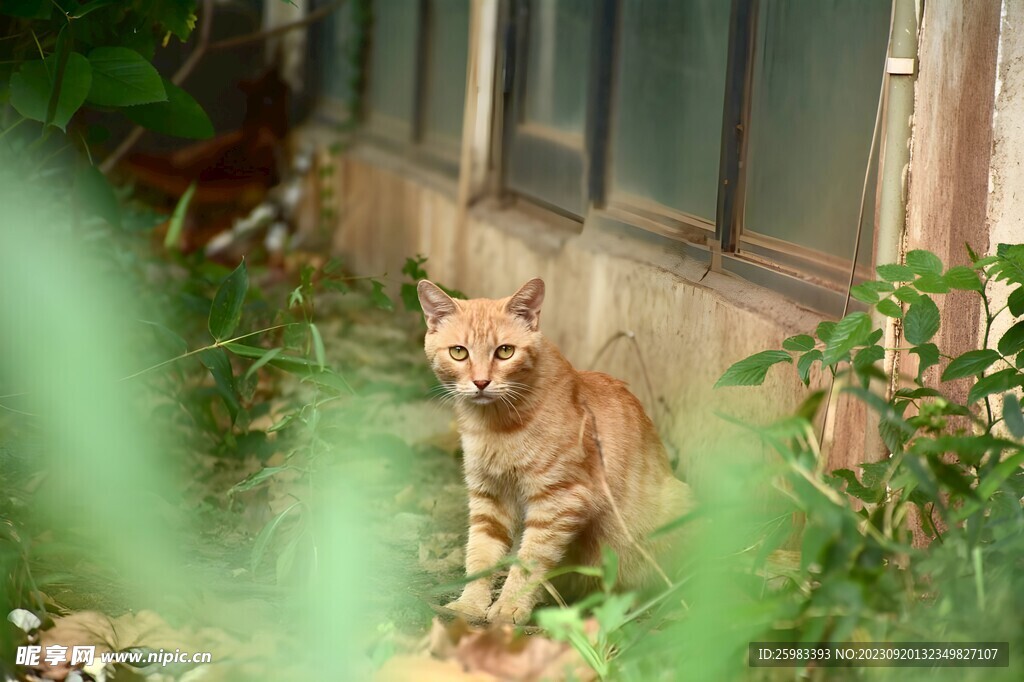 猫