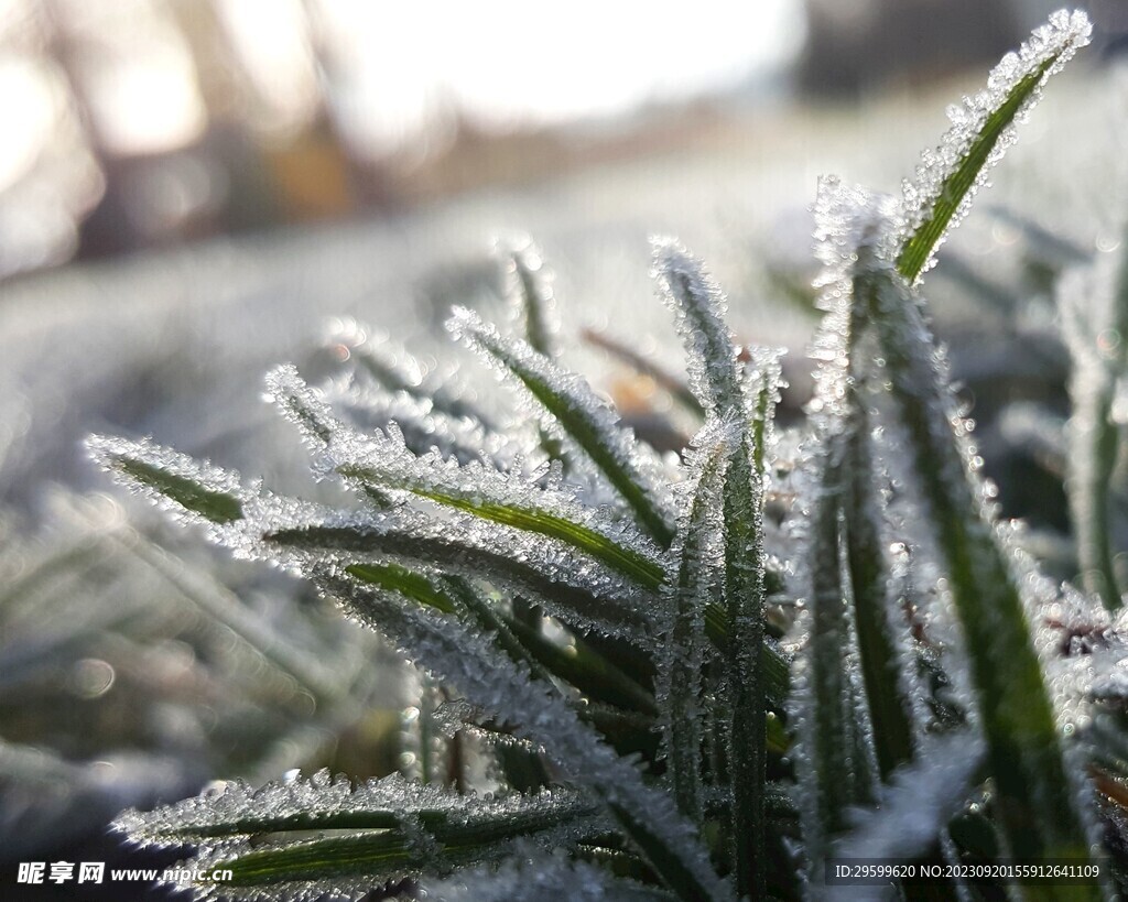 雪景