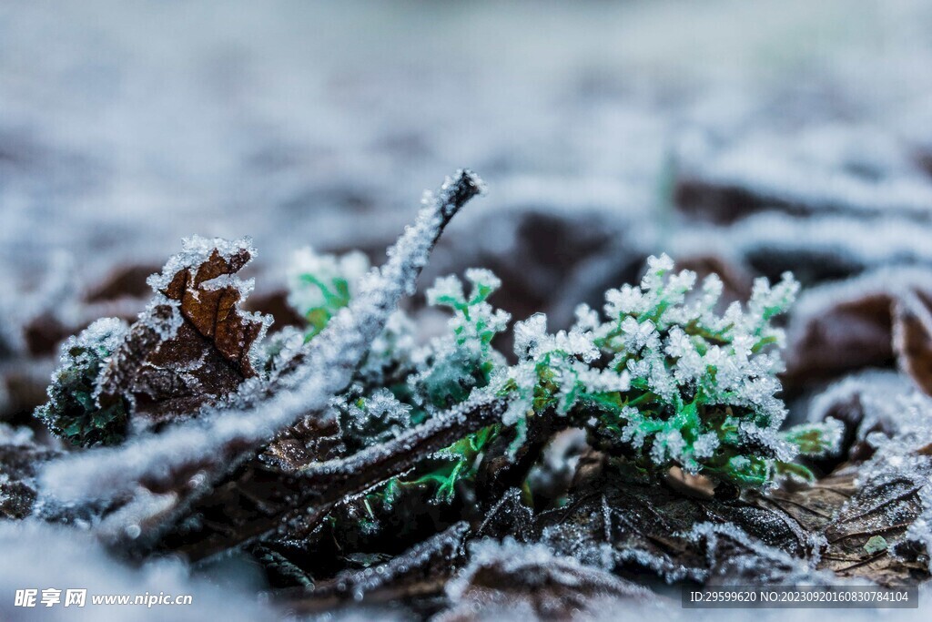 雪景