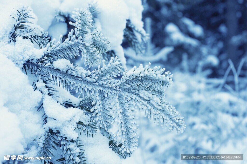 雪景