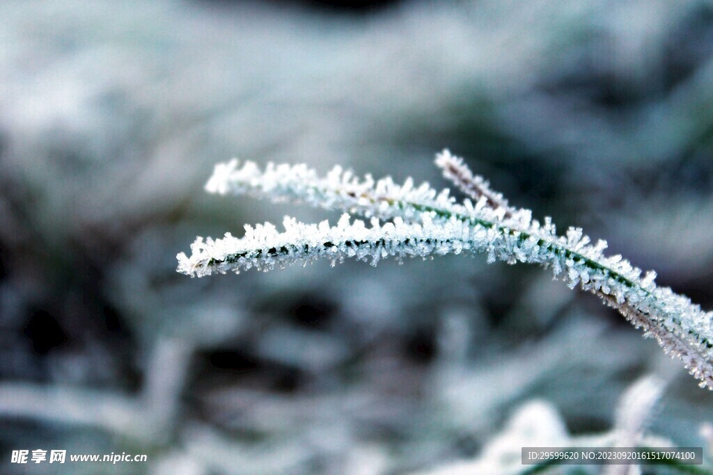 雪景