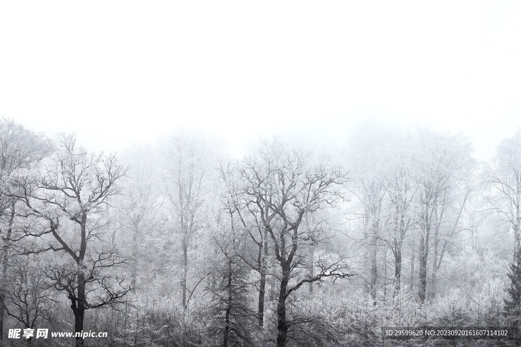 雪景