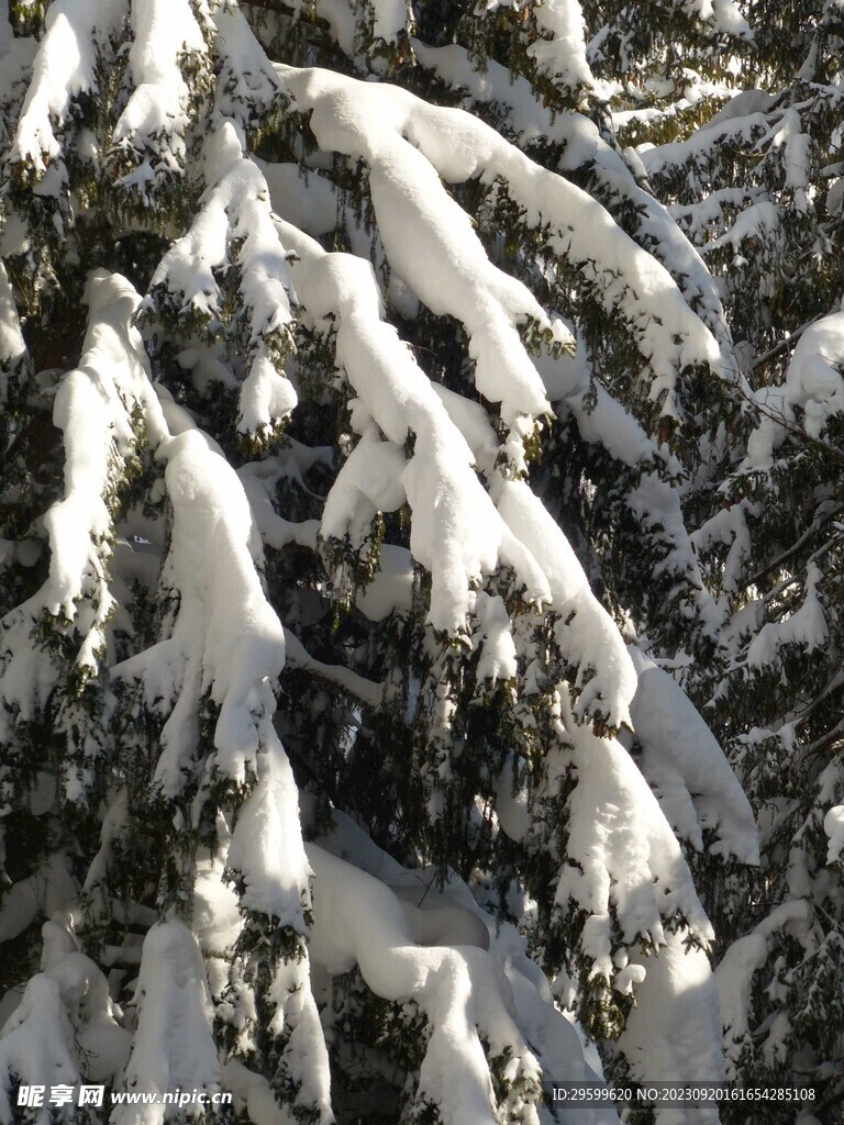 雪景