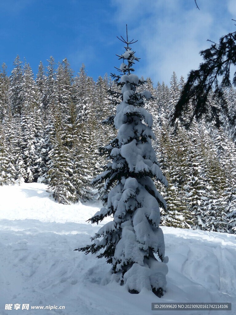 雪景