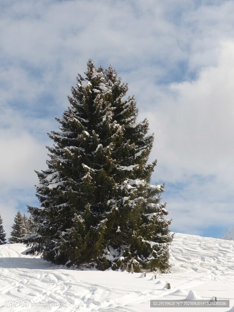 雪景