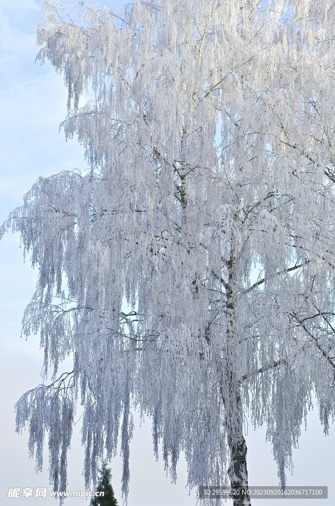 雪景