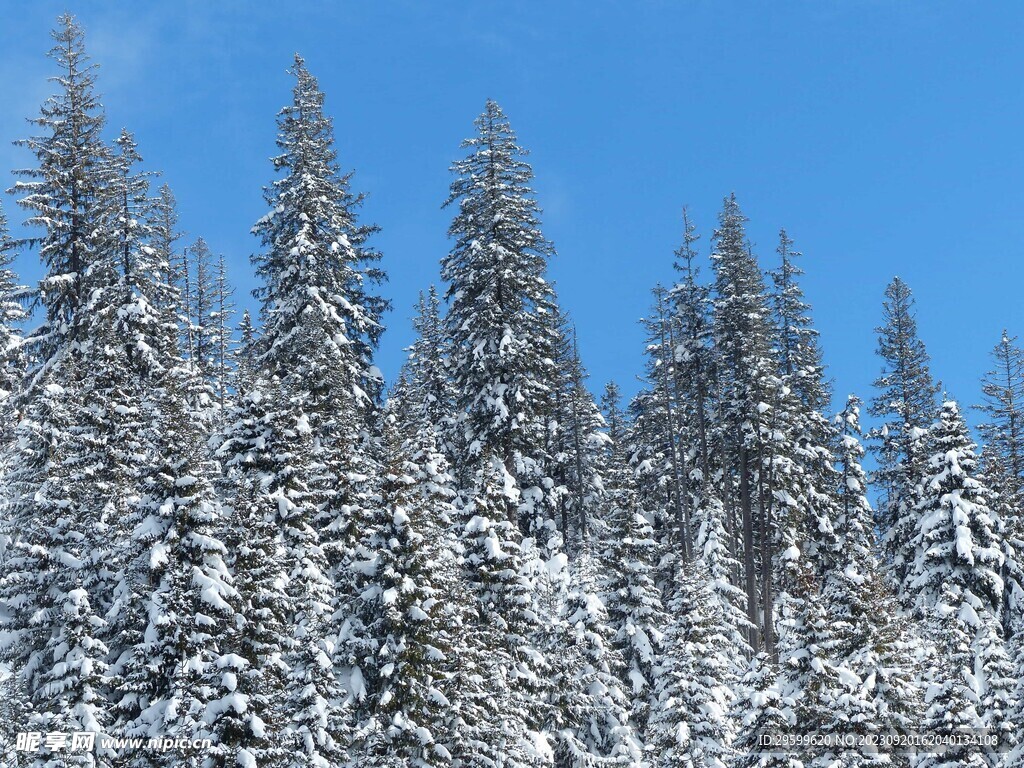 雪景