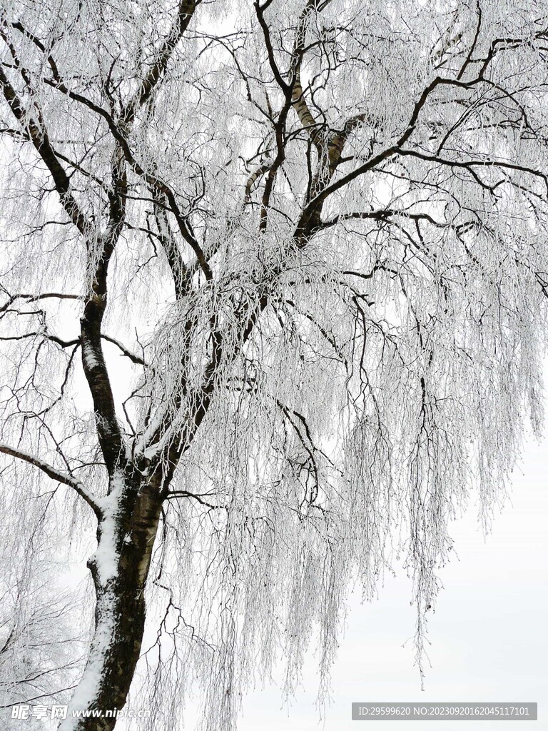 雪景