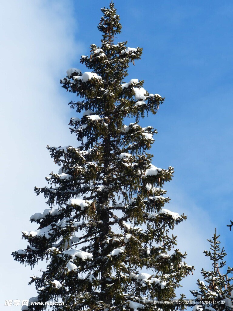 雪景