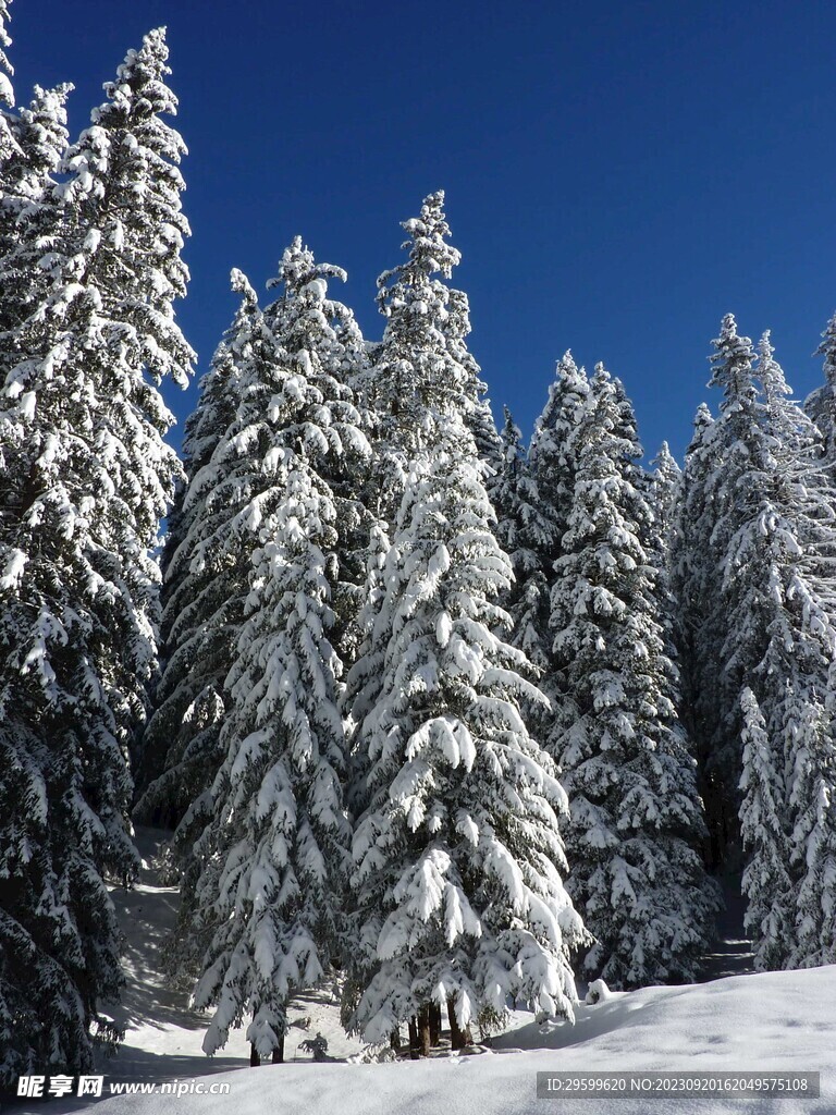 雪景