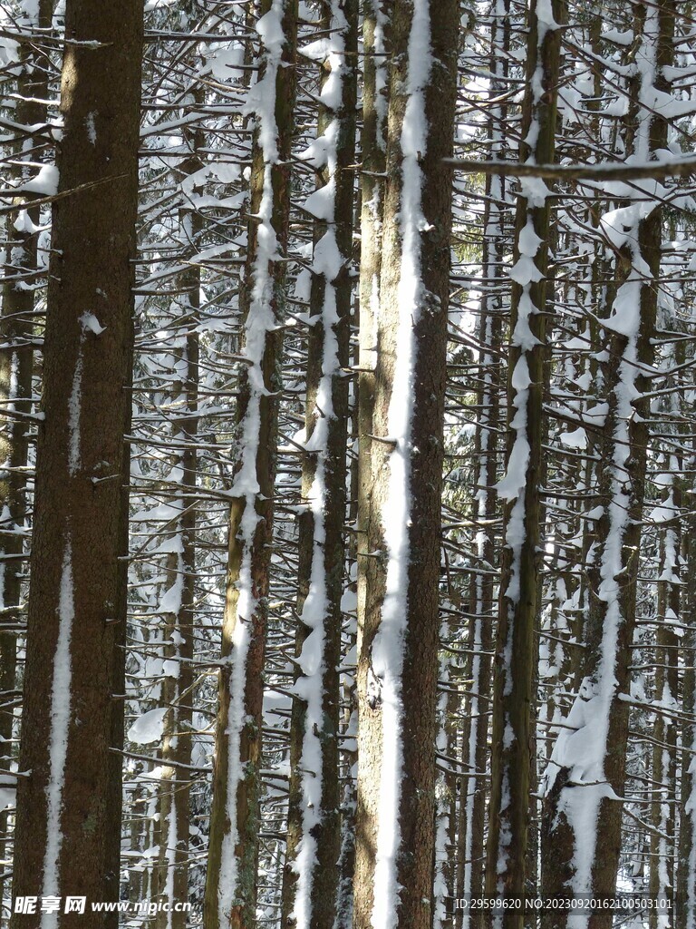 雪景