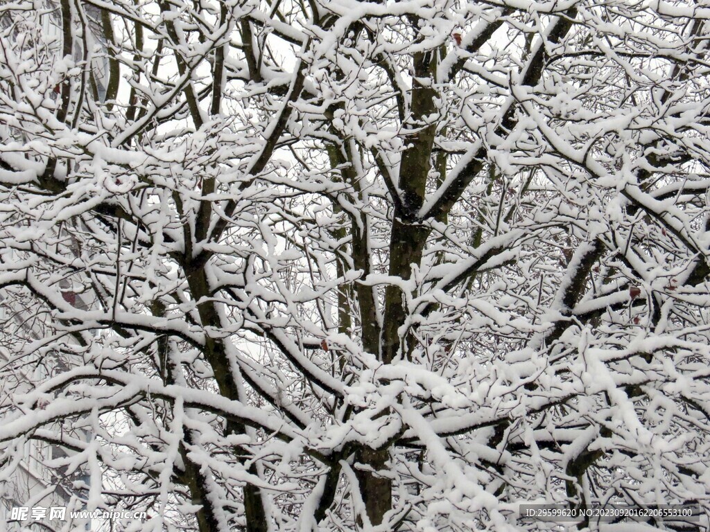 雪景