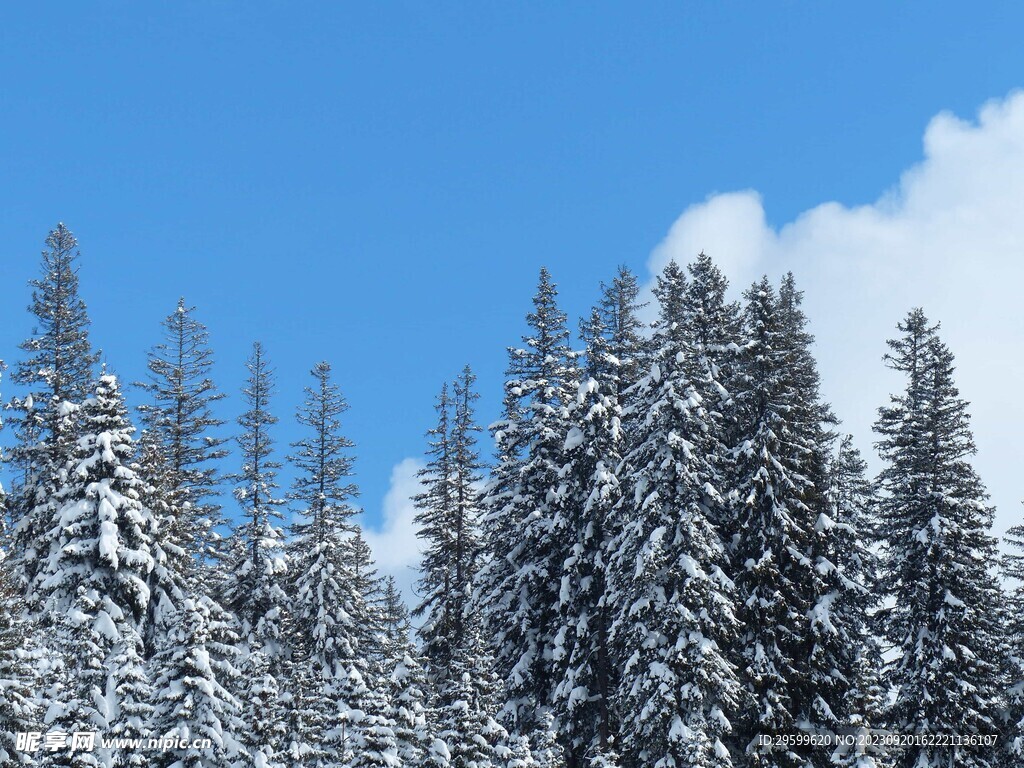 雪景