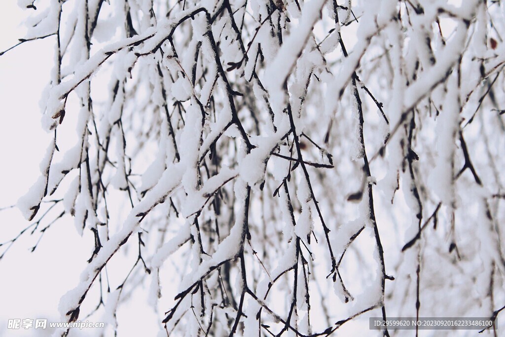 雪景