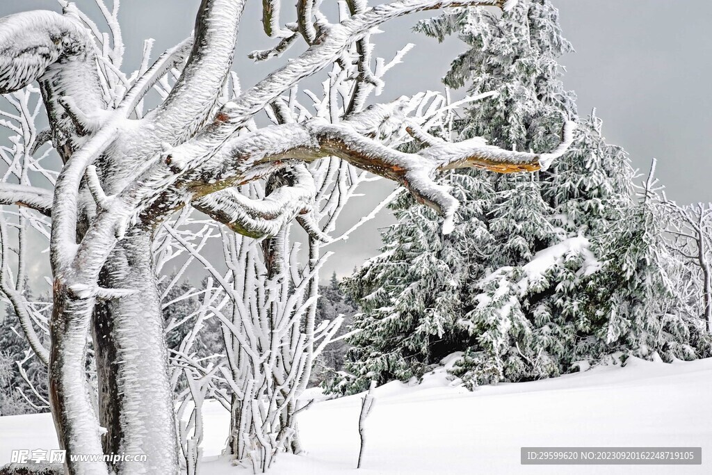 雪景