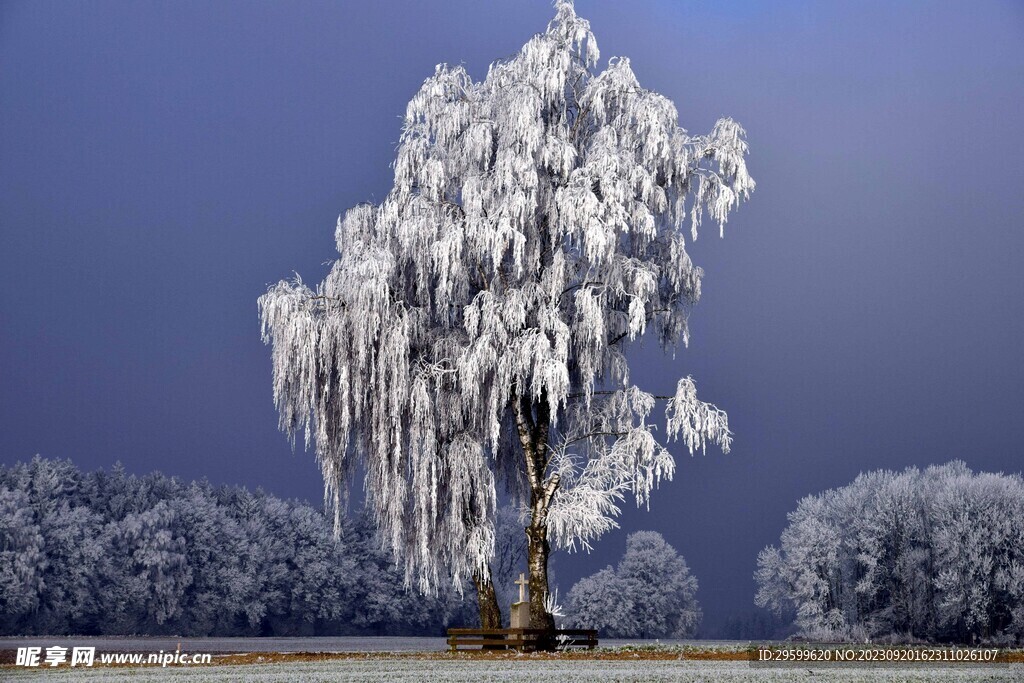 雪景