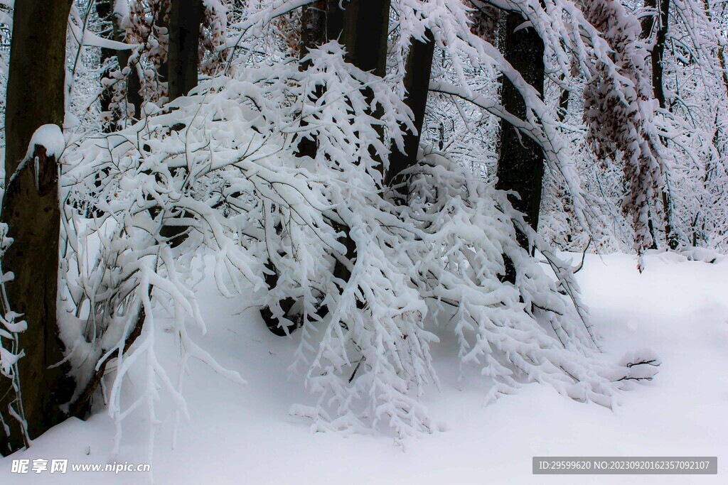 雪景