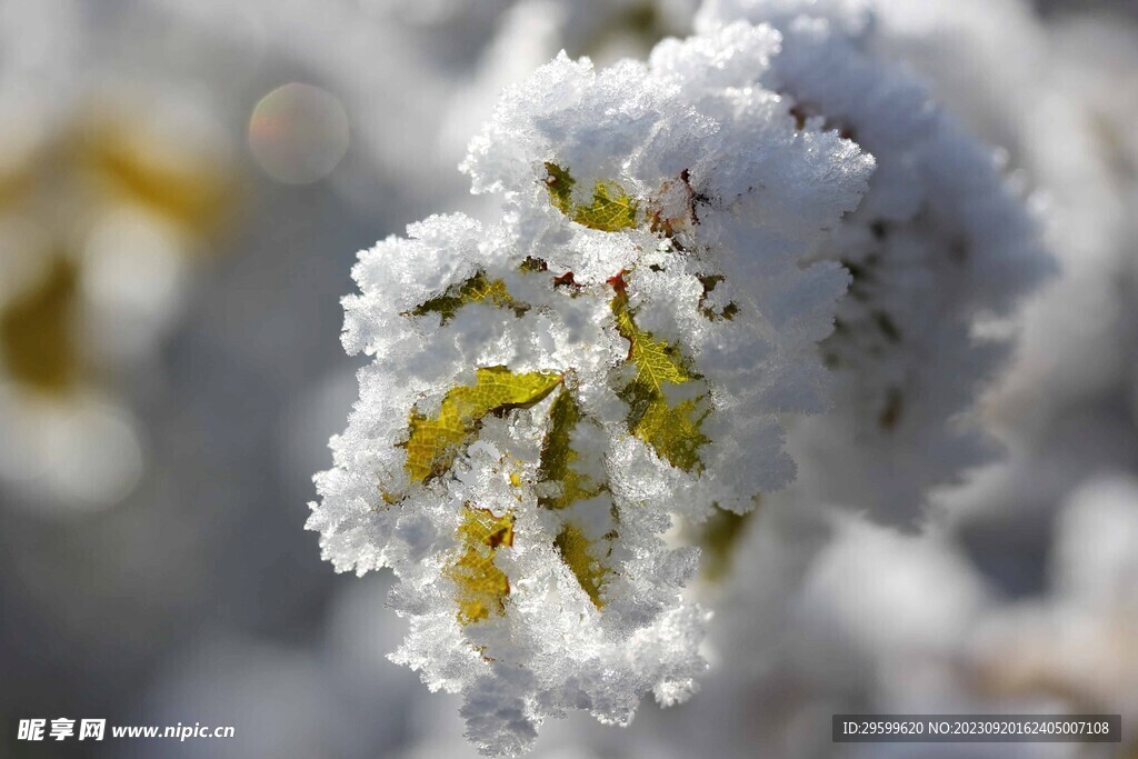 雪景