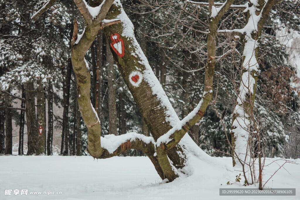 雪景