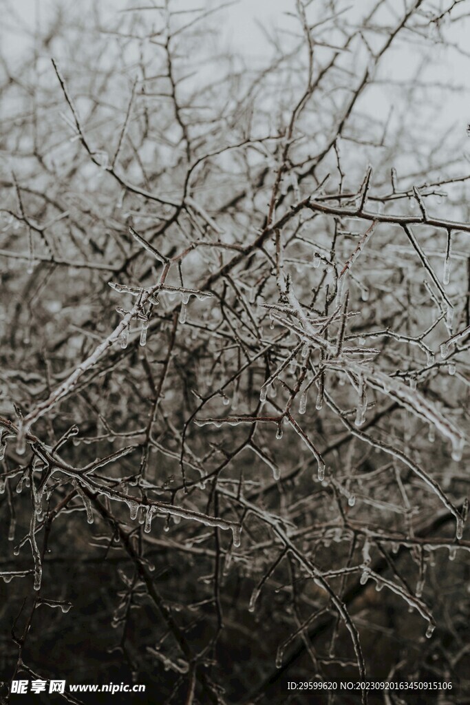 雪景