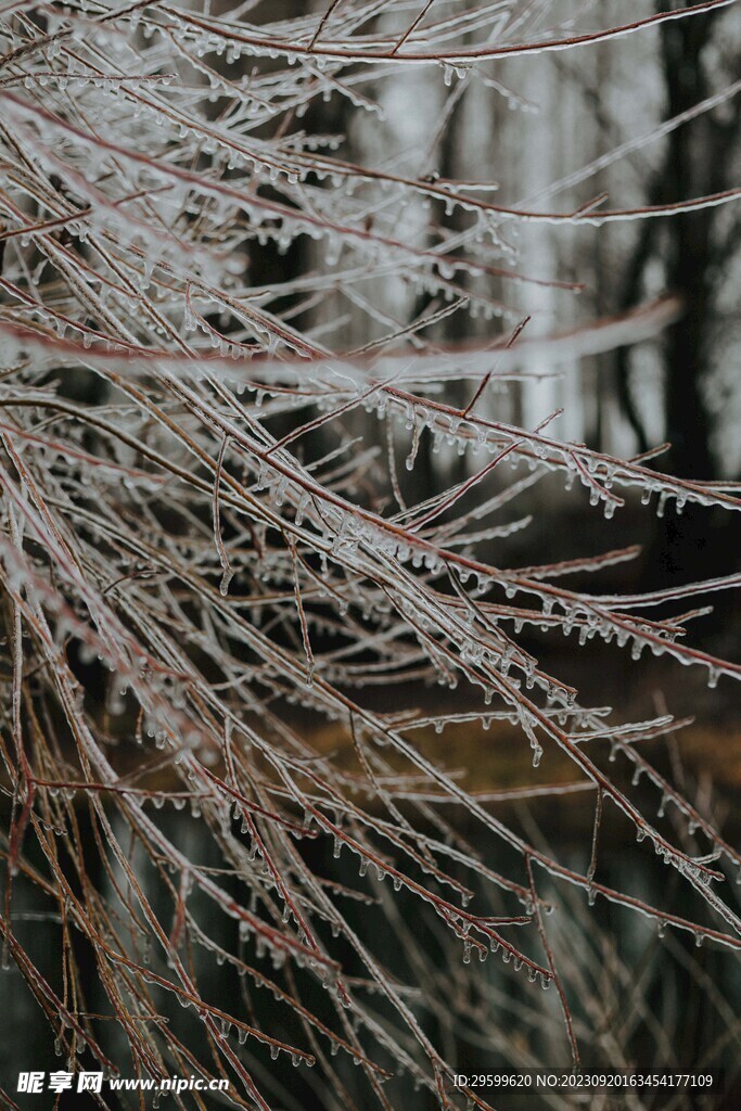 雪景
