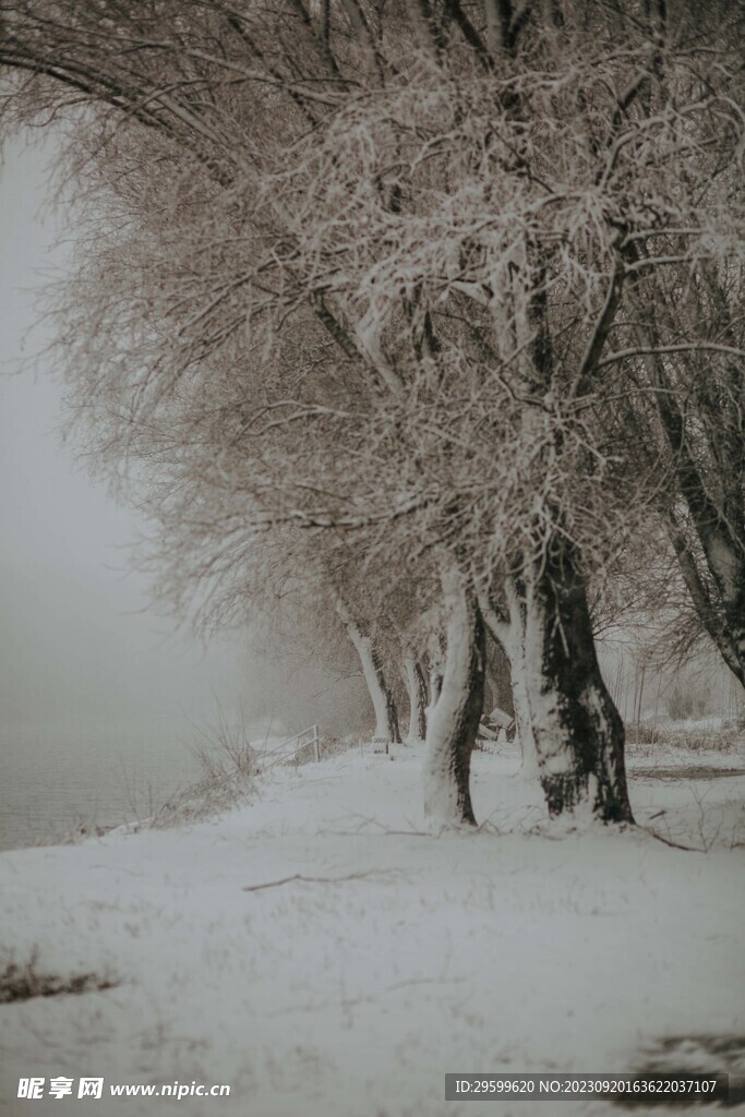 雪景