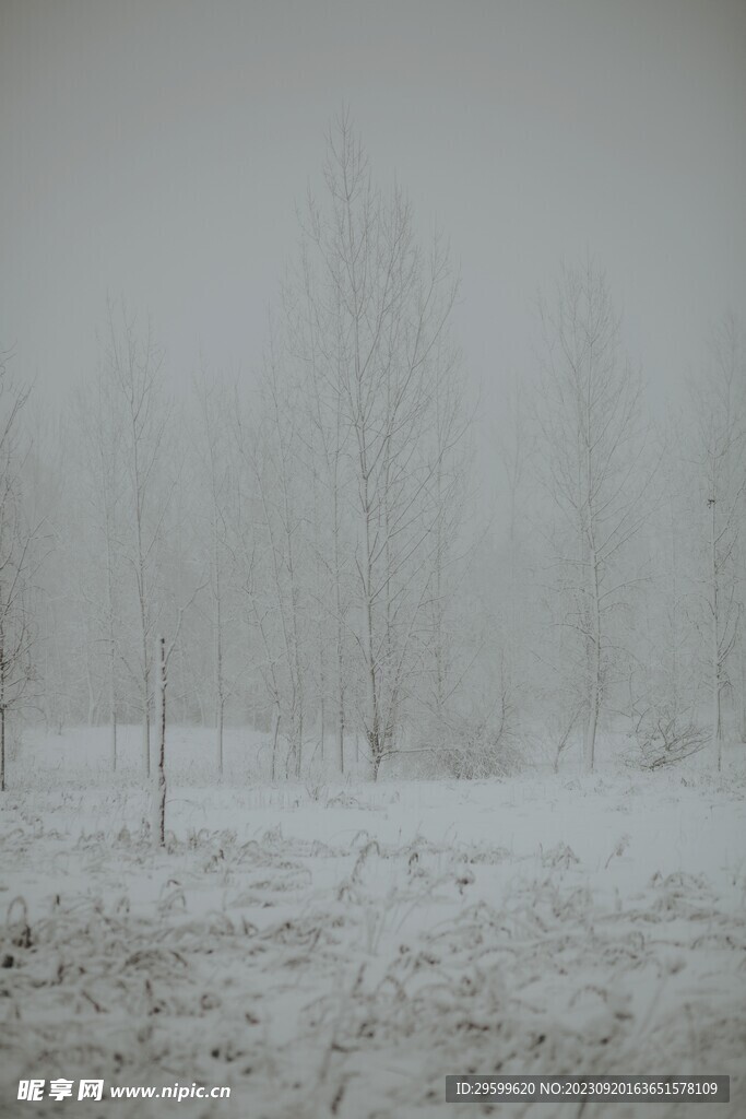 雪景