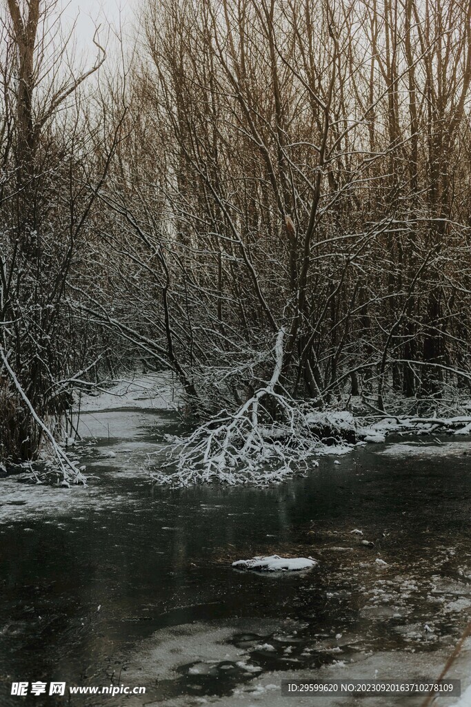 雪景