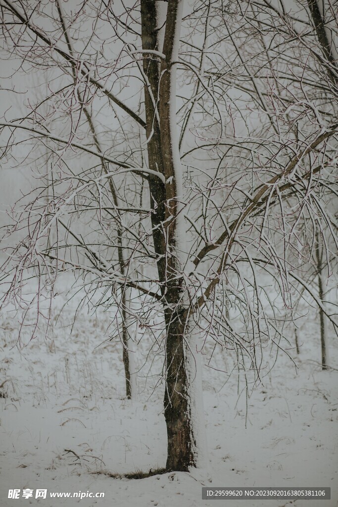 雪景