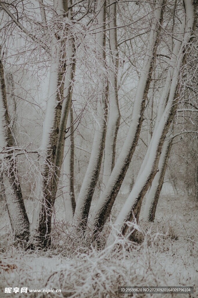 雪景