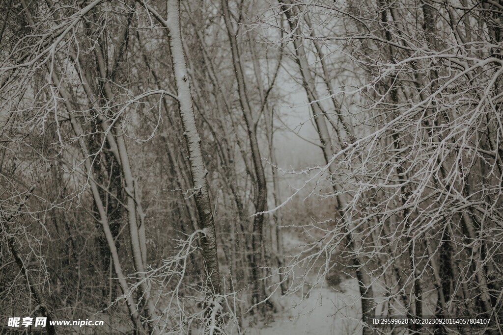 雪景