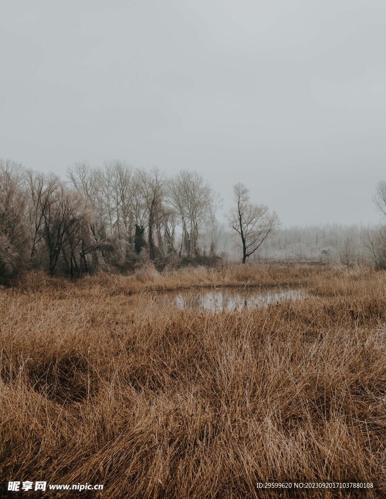 沼泽