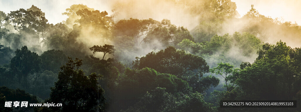 树木自然风景