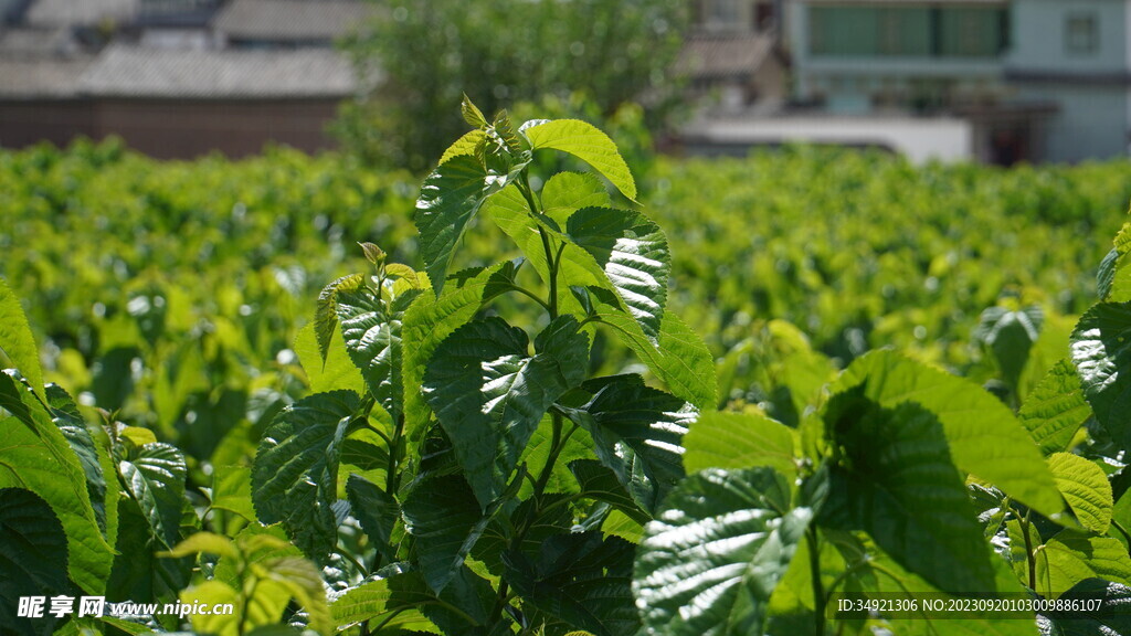 特写桑树叶