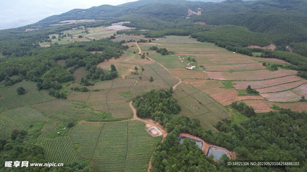 山顶中药材种植基地