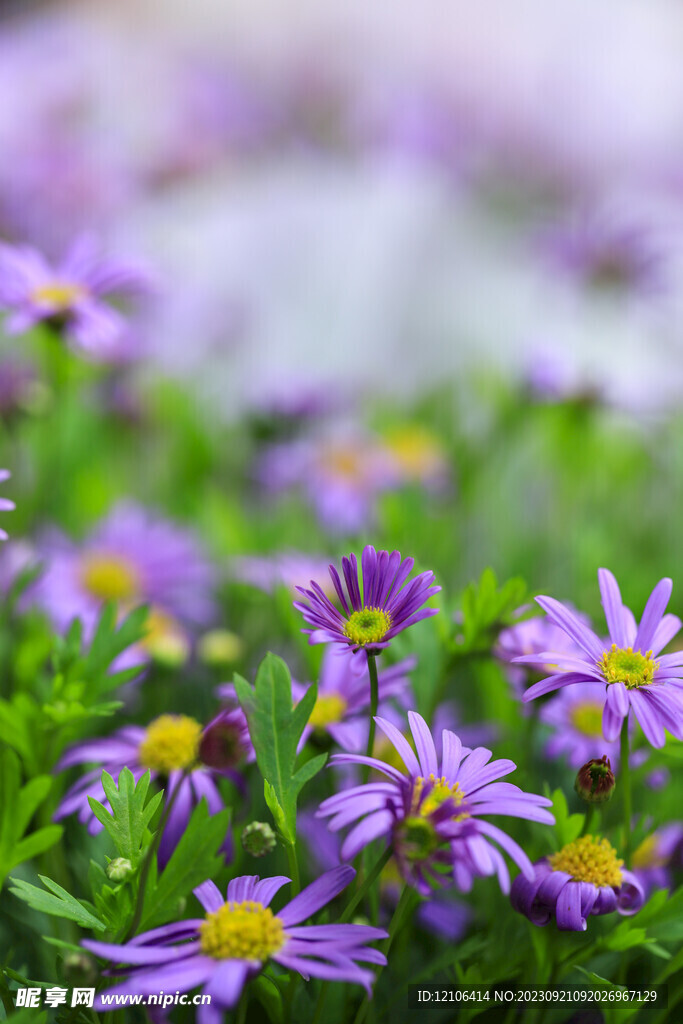 荷兰菊花