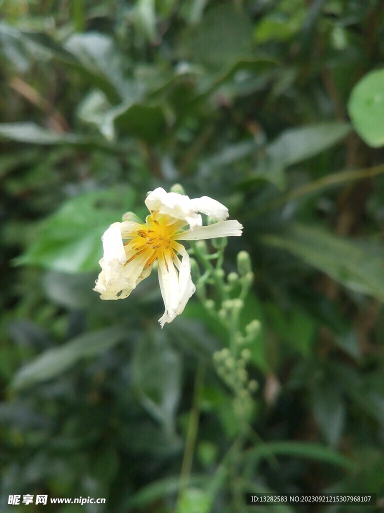 翅果菊开花图片