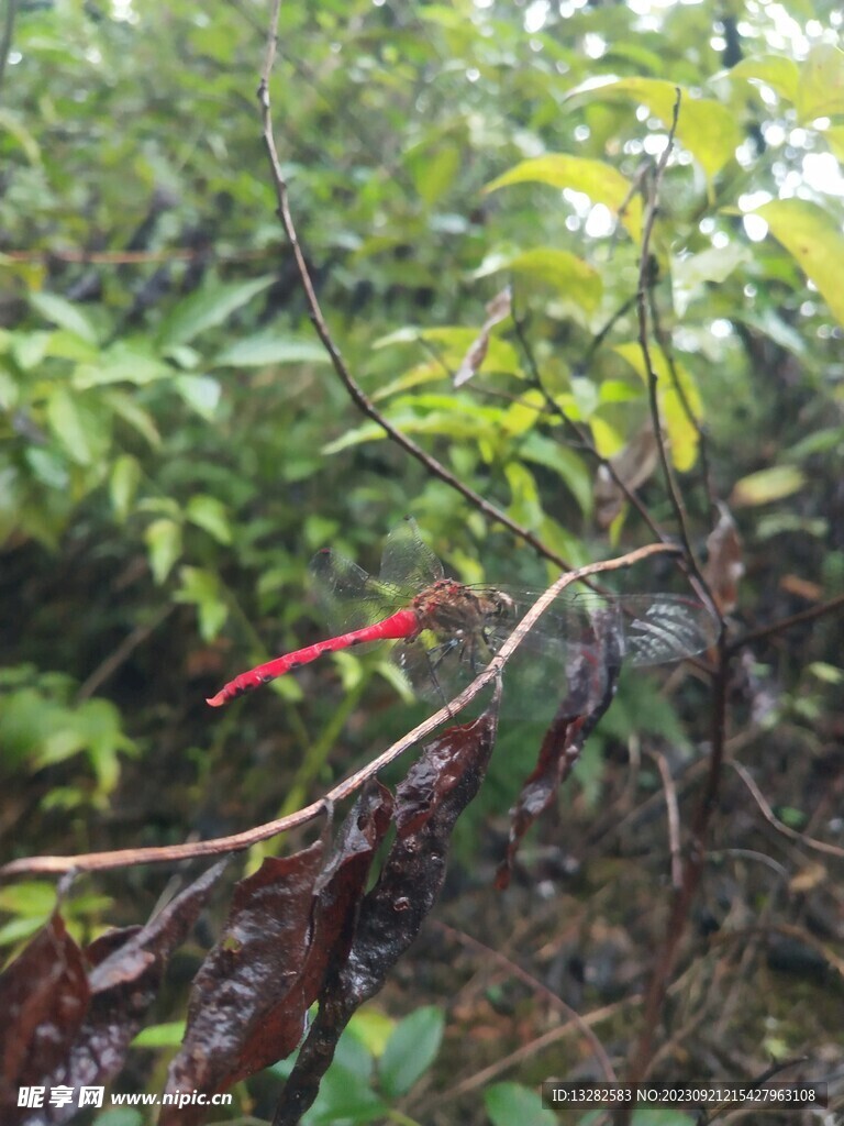 夏赤蜻野外图片