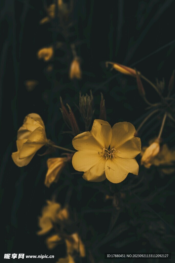 月见草