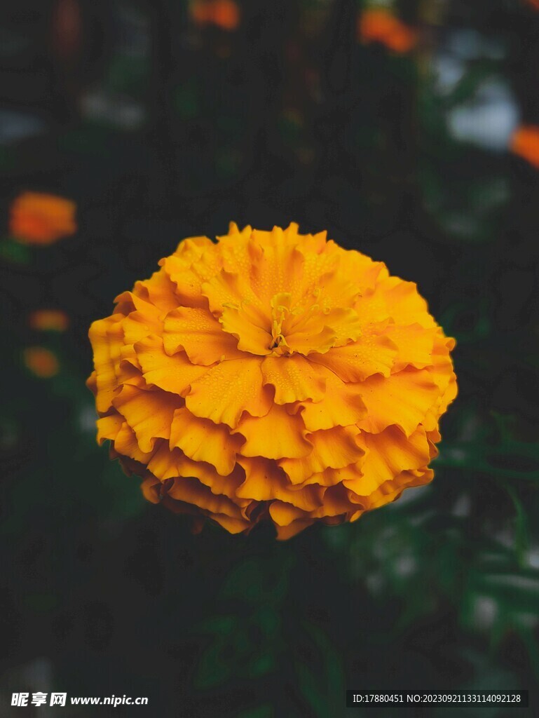 菊花
