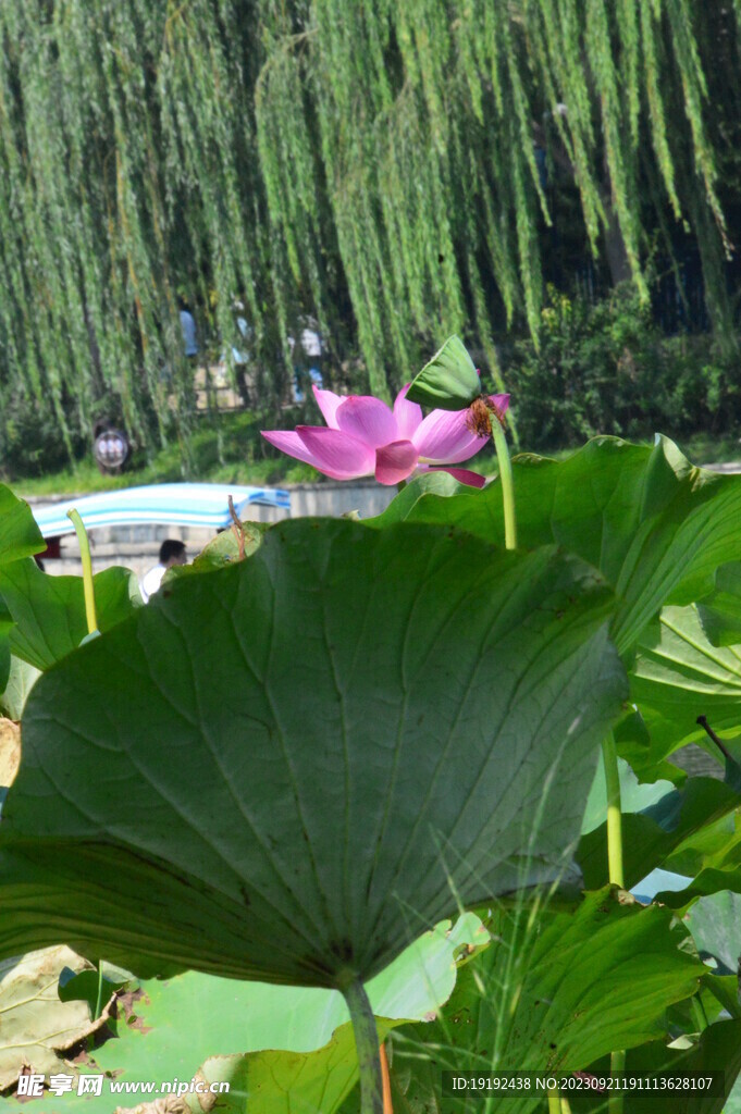 荷塘荷叶 