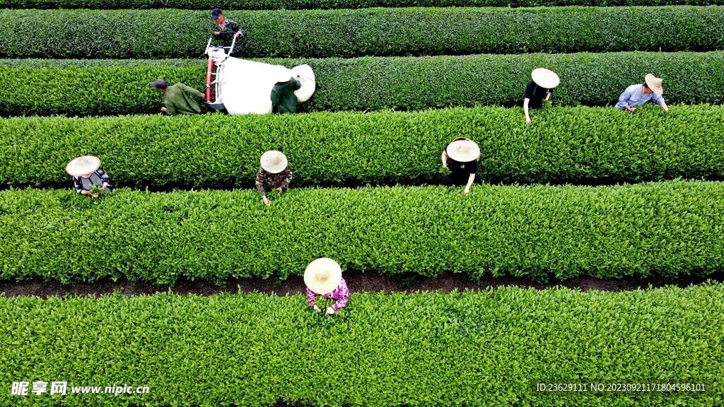 茶山采茶