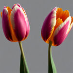 郁金香花