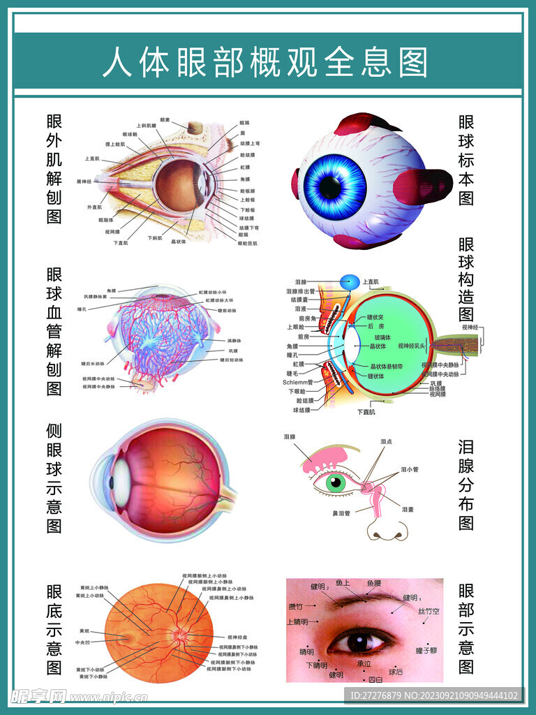 眼部全息图