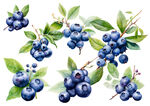 手绘蓝莓水彩画透明背景