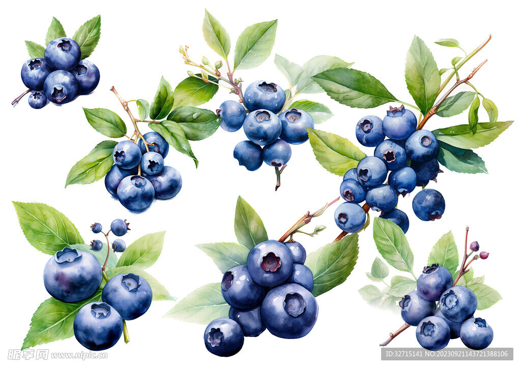 手绘蓝莓水彩画透明背景