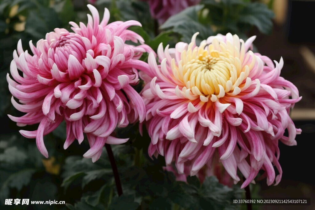 菊花