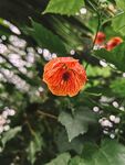 虞美人花